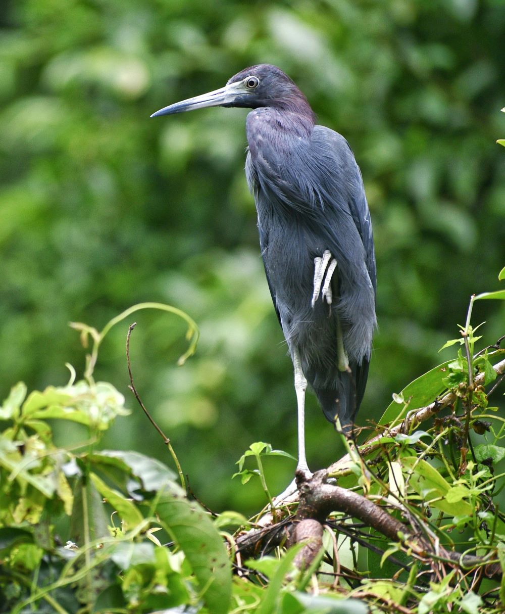 costa rica vacation