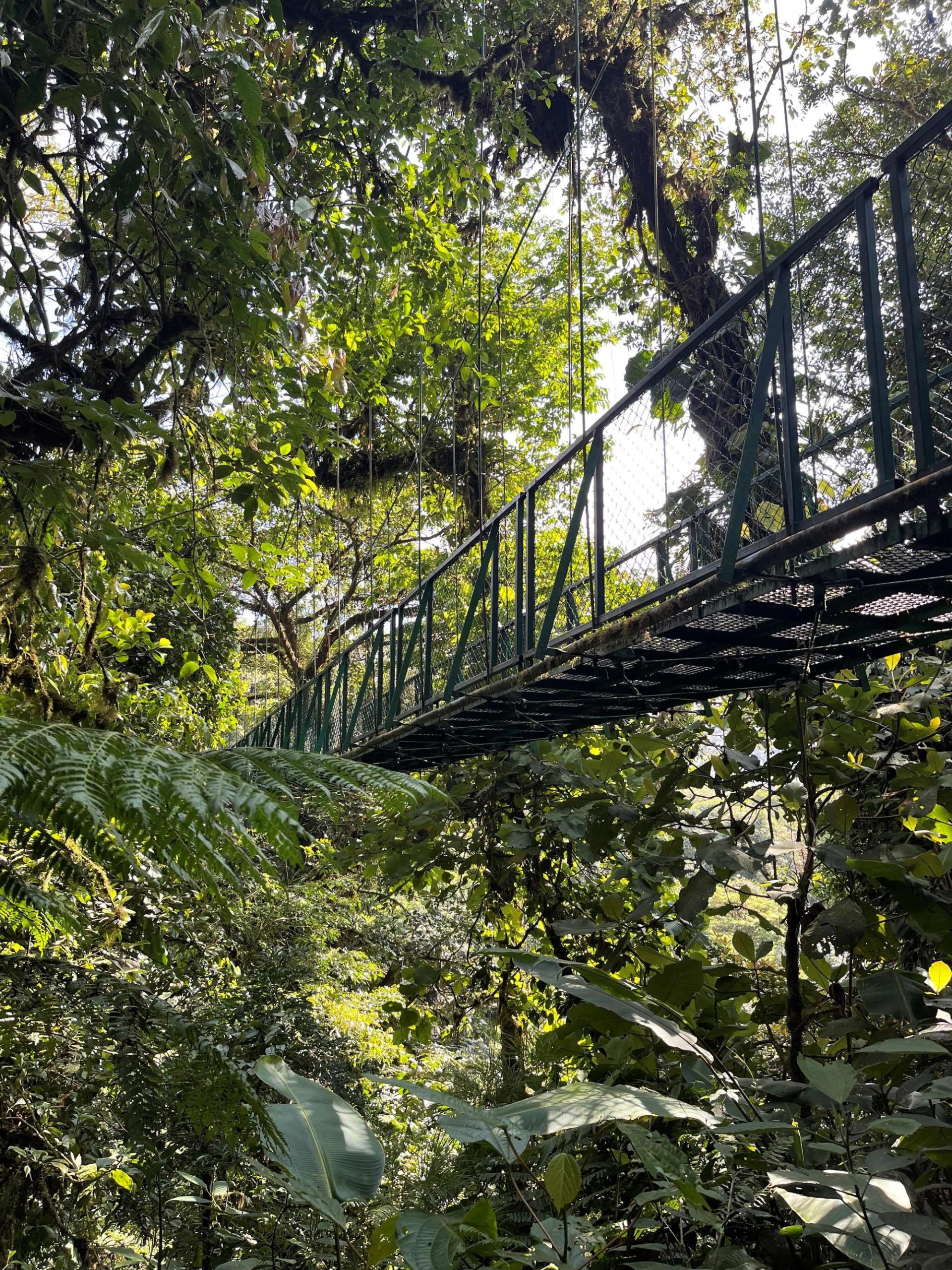 Hanging Bridge Monteverde in Costa Rica