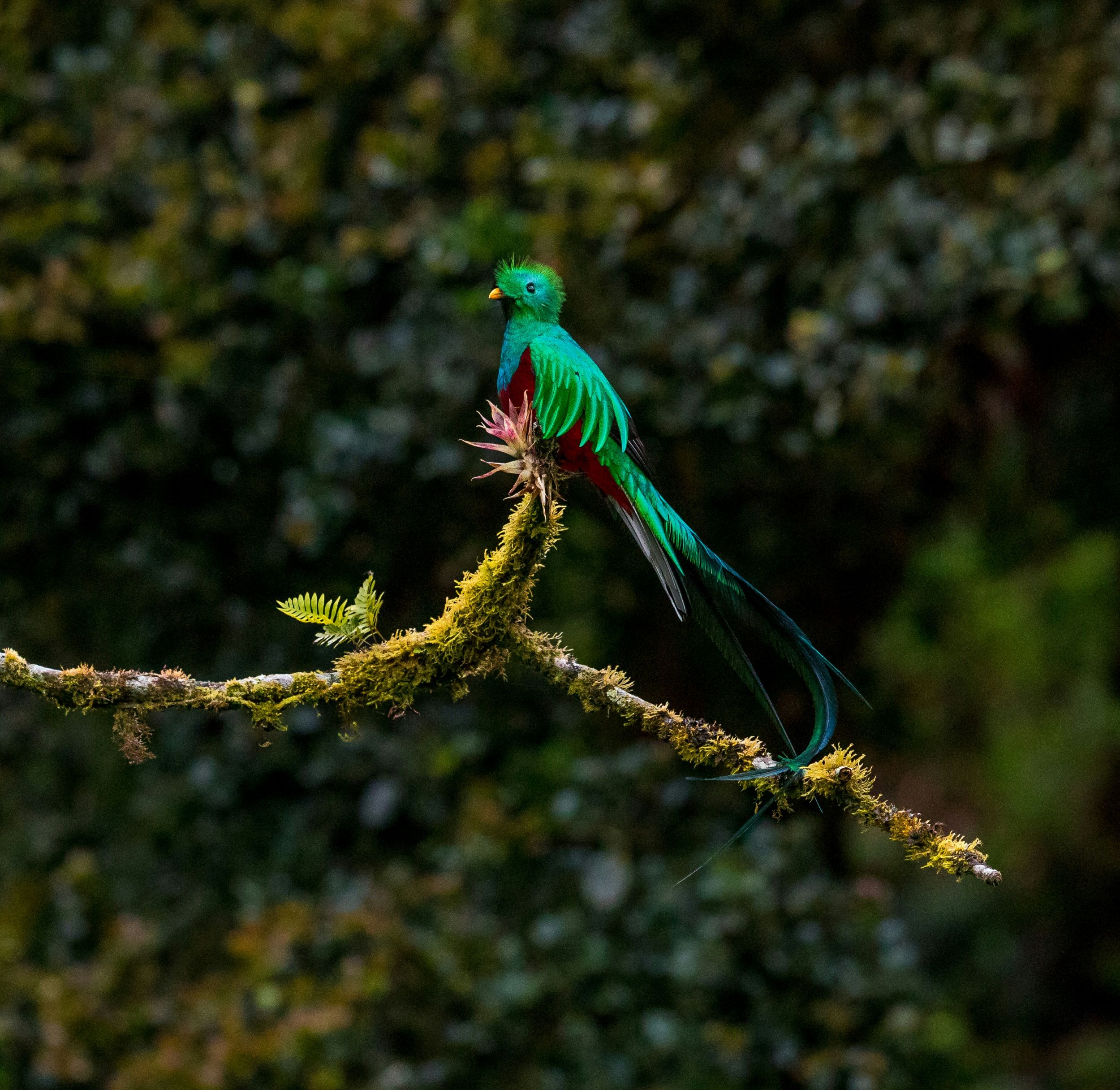 Bird watching in Monteverde